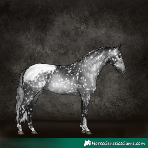 Horse Color:Gray Brown Tobiano Appaloosa 