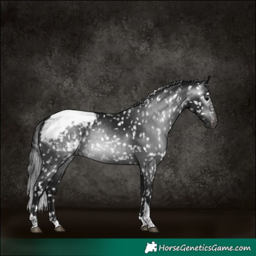 Horse Color:Gray Brown Tobiano Appaloosa 