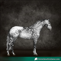 Horse Color:Gray Brown Tobiano Snowcap 