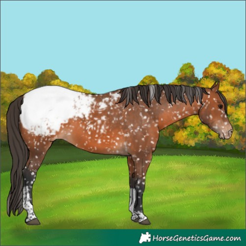 Horse Color:Bay Tobiano Snowcap 