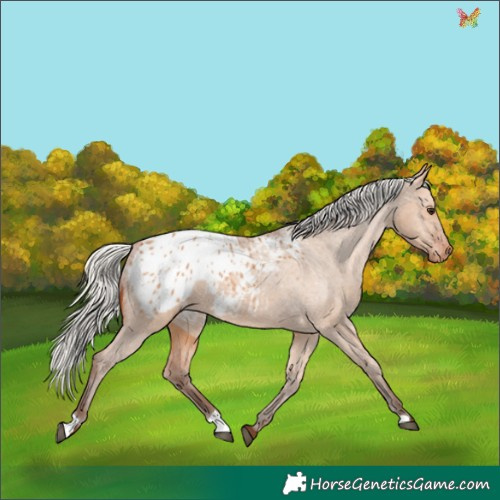 Horse Color:Silver Bay Dun Appaloosa 