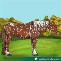 Horse Color:Chestnut Tobiano Snowflake Varnish