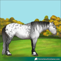 Horse Color:Gray Bay Appaloosa 