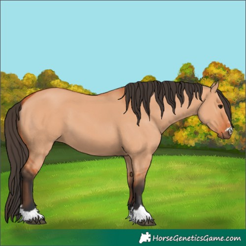 Horse Color:Bay Dun 