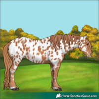 Horse Color:Chestnut Near Leopard 