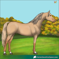 Horse Color:Unknown 