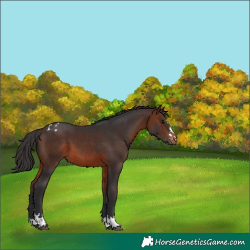 Horse Color:Brown Appaloosa 