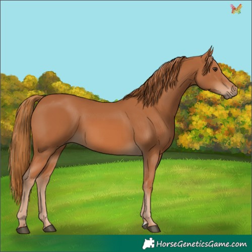 Horse Color:Chestnut 