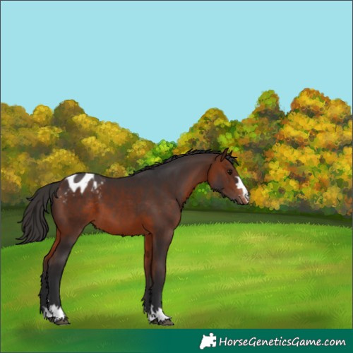 Horse Color:Bay Blanket 