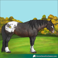 Horse Color:Brown Appaloosa