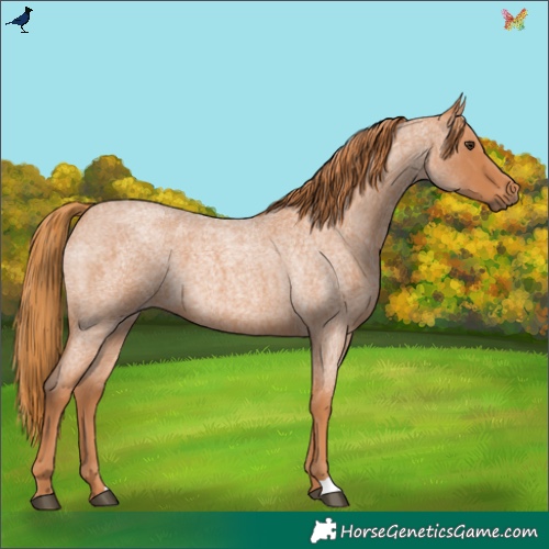 Horse Color:Red Roan 