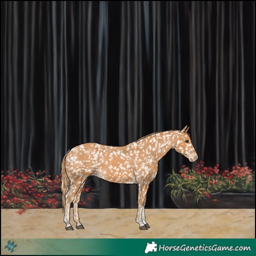Horse Color:Chestnut Tobiano Appaloosa 