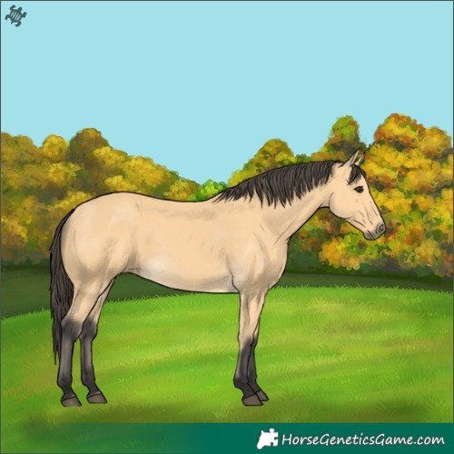 Horse Color:Buckskin 