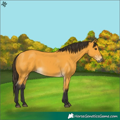 Horse Color:Buckskin 
