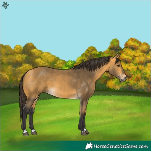 Horse Color:Buckskin 