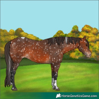 Horse Color:Bay Tobiano Snowflake Varnish