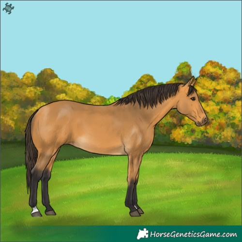 Horse Color:Buckskin 