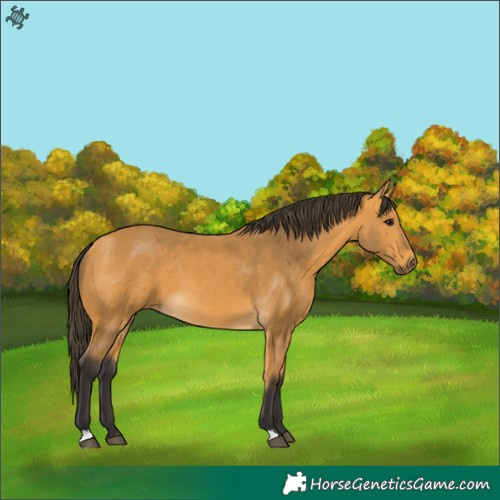 Horse Color:Buckskin 