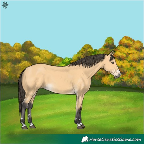 Horse Color:Buckskin 