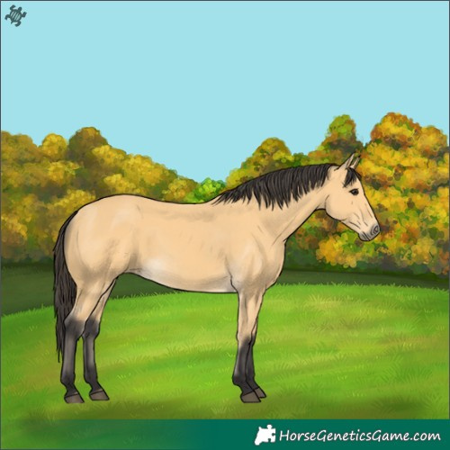 Horse Color:Buckskin 