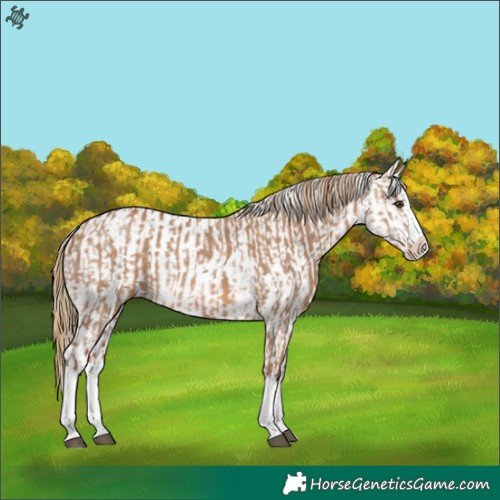Horse Color:Red Dun Splash and Red Dun Splash