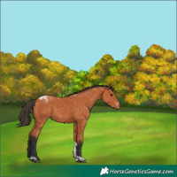 Horse Color:Bay Tobiano Appaloosa 