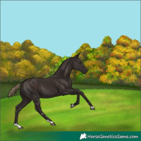 Horse Color:Liver Chestnut 