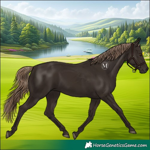 Horse Color:Liver Chestnut 
