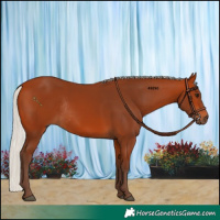 Horse Color:Silver Bay Rabicano 