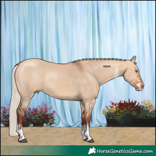 Horse Color:Silver Bay Dun Sabino Rabicano 