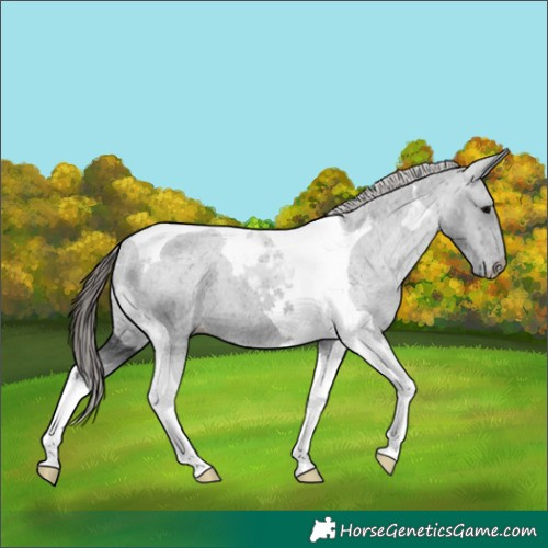 Horse Color:Black Tobiano Varnish 