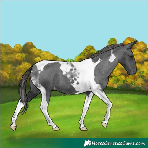 Horse Color:Black Tobiano Appaloosa 