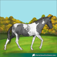 Horse Color:Black Tobiano Appaloosa 