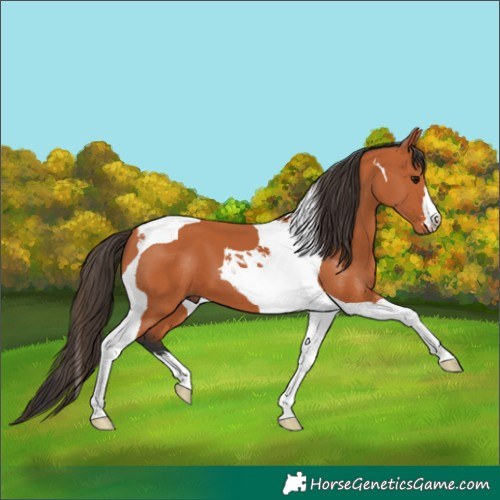 Horse Color:Bay Tobiano 