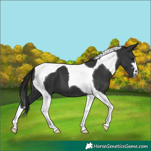 Horse Color:Black Tobiano 