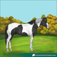 Horse Color:Black Tobiano 