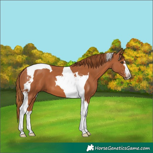 Horse Color:Chestnut Tobiano 