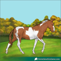 Horse Color:Chestnut Tobiano