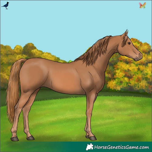 Horse Color:Chestnut 
