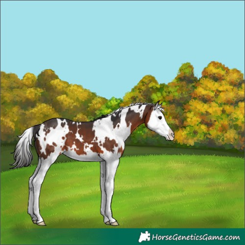 Horse Color:White Spotted Brown Splash 