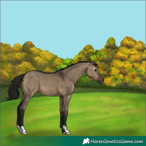 Horse Color:Gray Bay Dun 