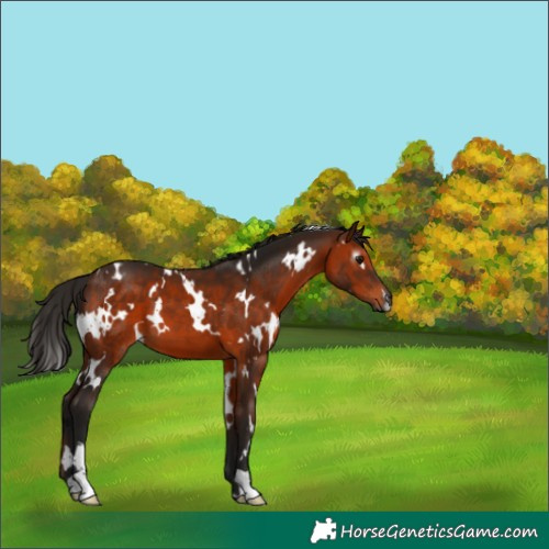 Horse Color:Gray White Spotted Bay 