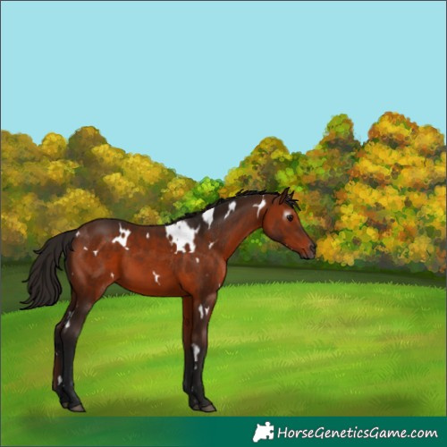 Horse Color:Gray White Spotted Bay 