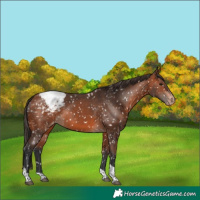 Horse Color:Bay Tobiano Snowcap 