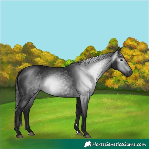 Horse Color:Gray Black 