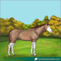 Horse Color:Red Dun Splash and Red Dun Splash