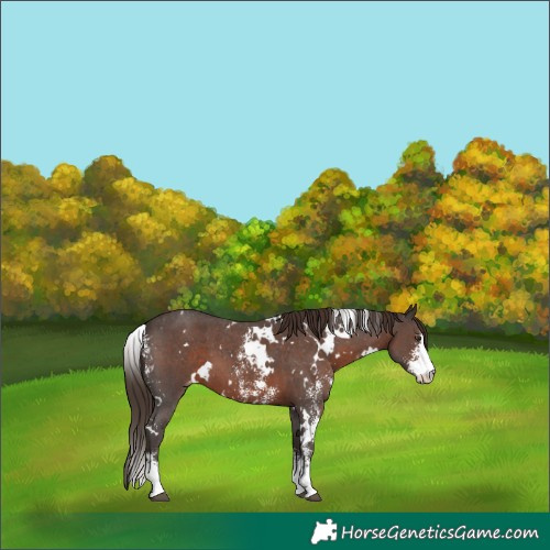 Horse Color:White Spotted Liver Chestnut Sabino Appaloosa 