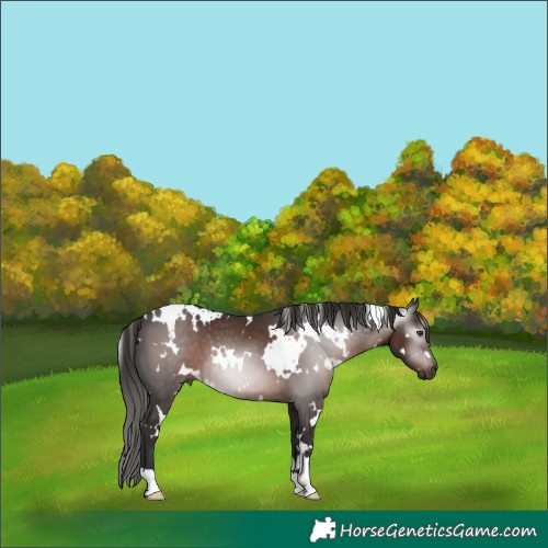 Horse Color:Gray White Spotted Liver Chestnut 