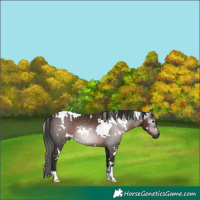 Horse Color:Gray White Spotted Liver Chestnut 