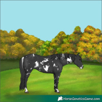 Horse Color:White Spotted Black